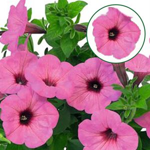 Afbeelding van Petunia P12 Pearls bright pink